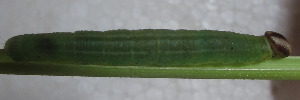 Larvae